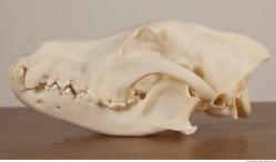 Photo References of Skull